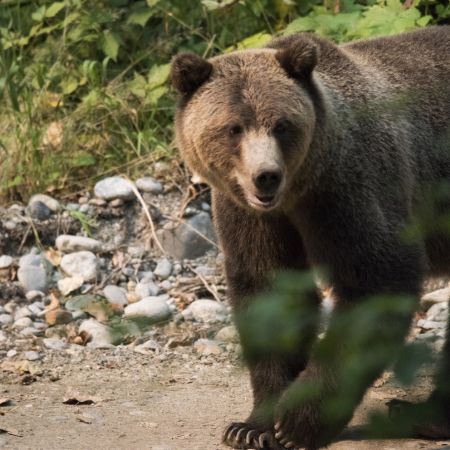 Hiking Safety Tips - Be Aware of Wildlife